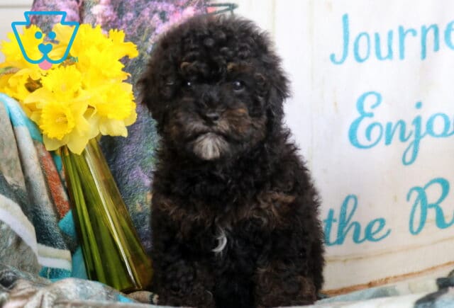 Annie Cavapoo2 image