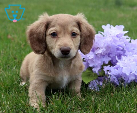 Light tan Mini Dachshund puppy with slightly fluffy ears standing on green grass next to a cluster of pale purple flowers, looking straight at the camera with a soft, curious expression
