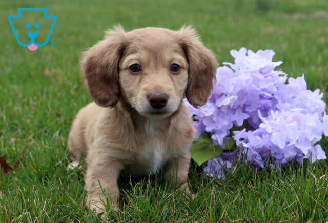 Annie Mini Dachshund image