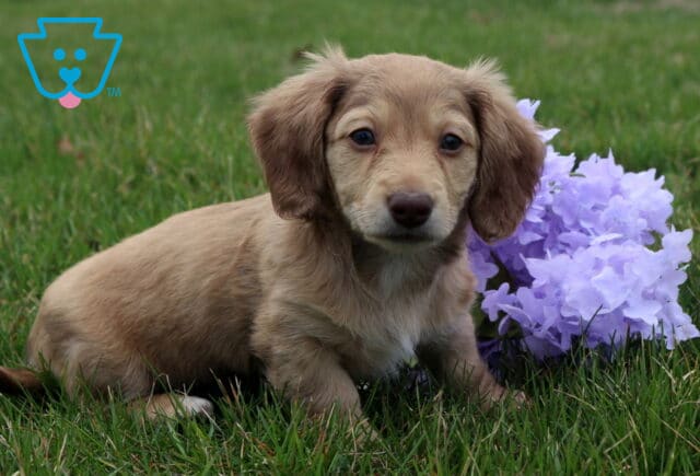 Annie Mini Dachshund2 image