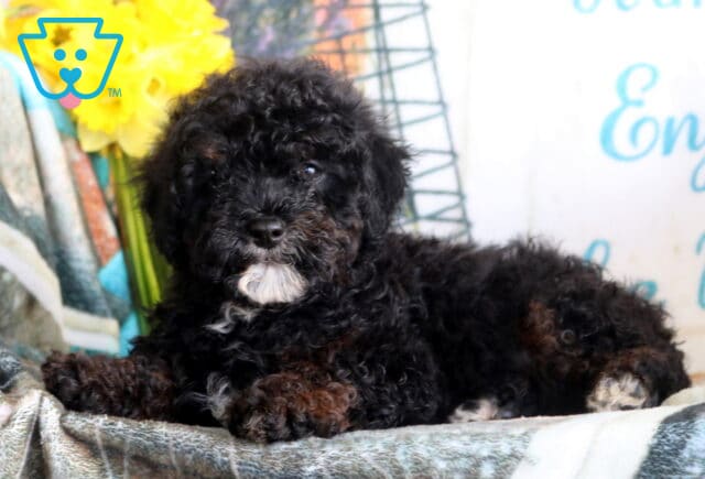 Archie Cavapoo2 image