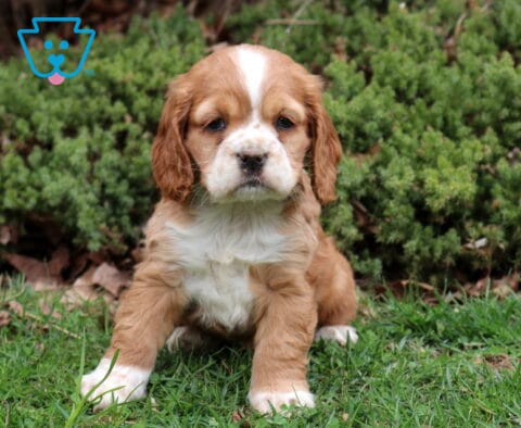 Brown and white Cocker Spaniel puppy with a wide blaze sitting on green grass in front of leafy bushes outdoors