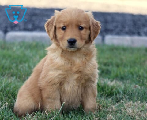 Baby Golden2