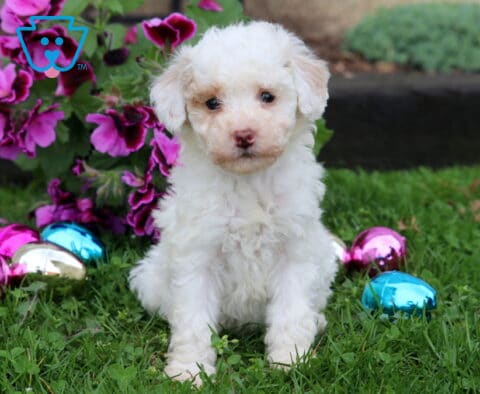 Baby Mini Poodle