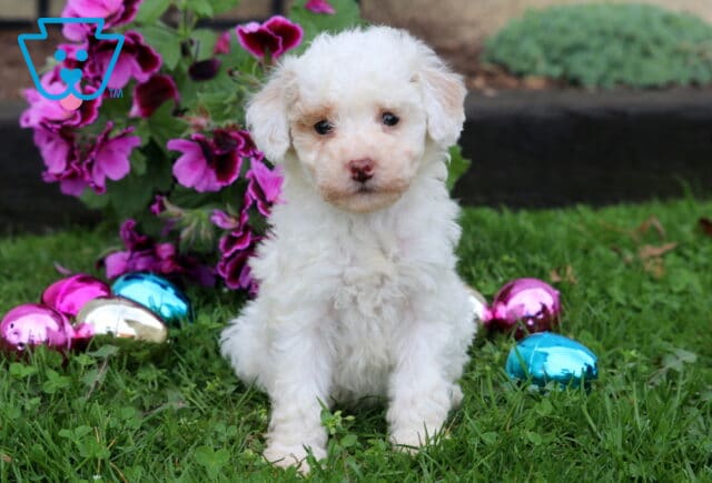 Cute white Mini Poodle puppy sitting upright in lush green grass with curly coat, photographed near blooming pink flowers and colorful Easter eggs image