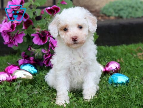 Baby Mini Poodle