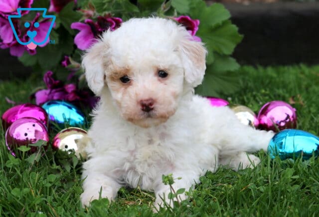 Fluffy white Mini Poodle puppy lying in green grass with soft curls, posed beside bright spring flowers and colorful Easter eggs image