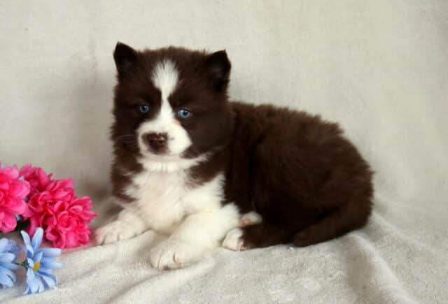 Baby Pomsky image