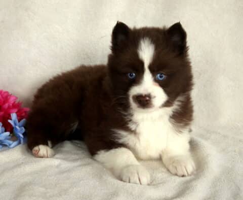Baby Pomsky2