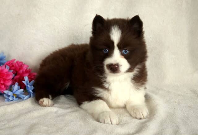 Baby Pomsky2 image
