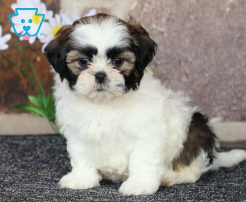Babyckes Shih Tzu