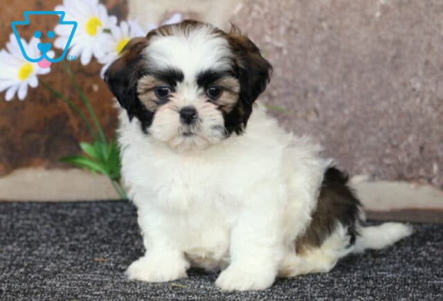 Babyckes Shih Tzu image