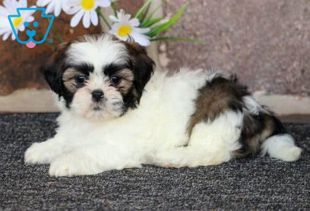 Babyckes Shih Tzu2 image