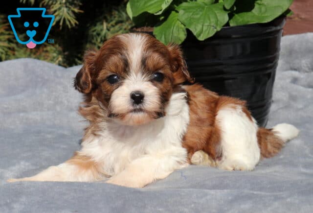 Bambi Shihpoo2 image