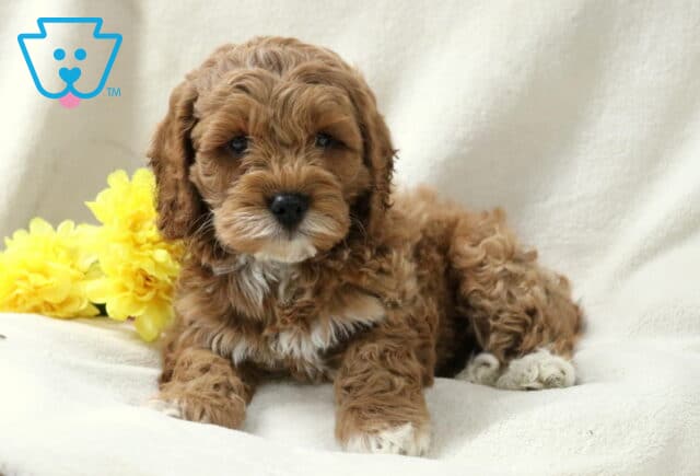 Barney Cockapoo2 image