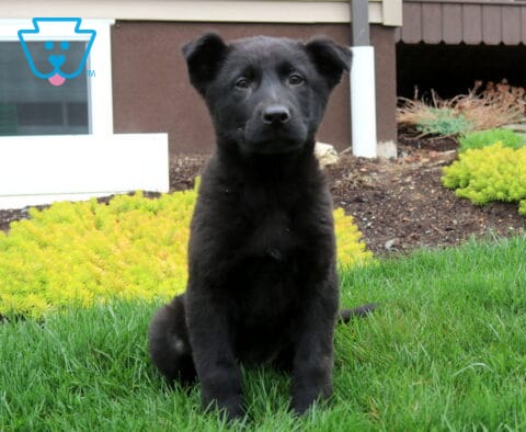 Bean German Shepherd Retake