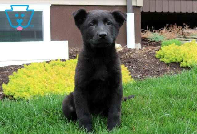 Elegant solid black German Shepherd puppy with a sleek, plush coat and bright, attentive eyes, sitting upright on green grass with a calm, alert posture, showcasing intelligence, confidence, and natural loyalty image