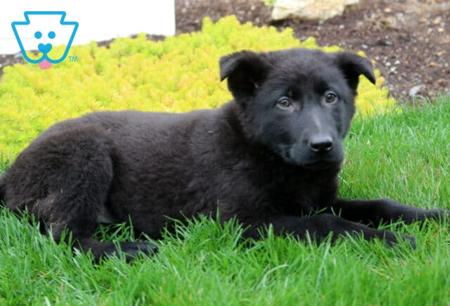 Adorable solid black German Shepherd puppy with a soft, fluffy coat and gentle, curious eyes, lying comfortably on green grass with a relaxed posture, showcasing a calm temperament and affectionate nature image