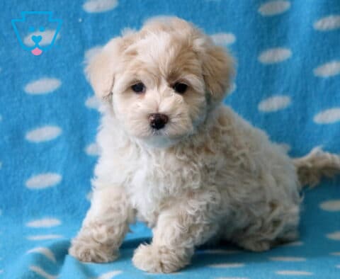 Bear Maltipoo