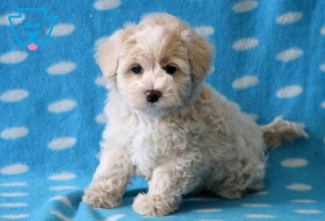 Bear Maltipoo image