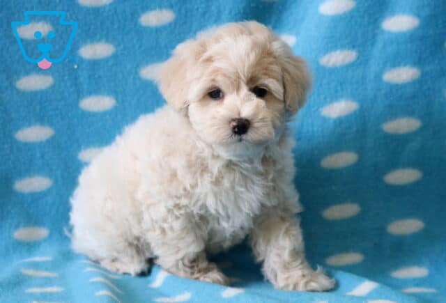 Bear Maltipoo2 image