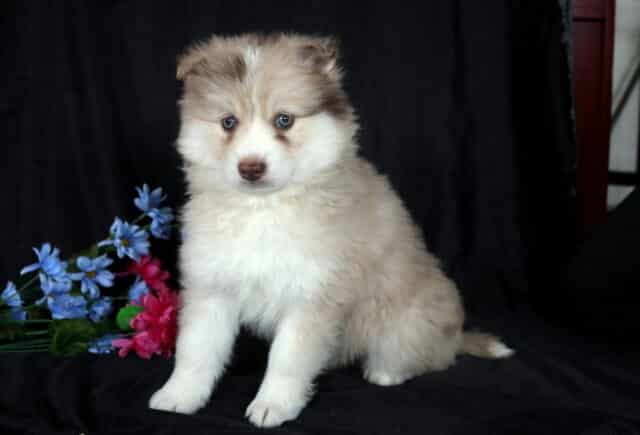 Bear Pomsky image