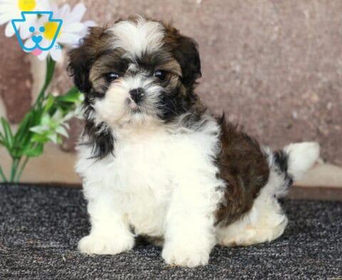 Bear Shih Tzu