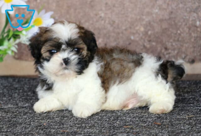 Bear Shih Tzu2 image
