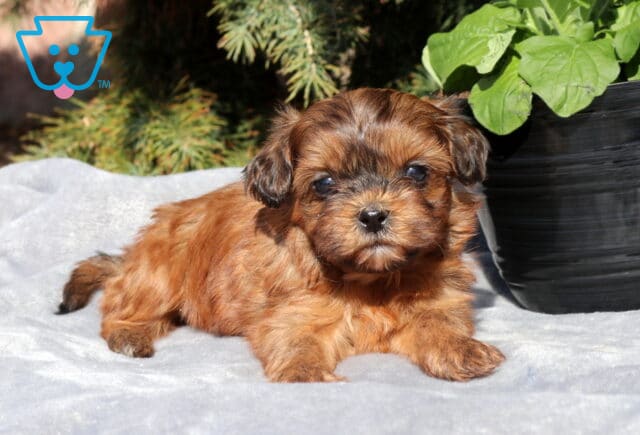 Bear Shihpoo2 image