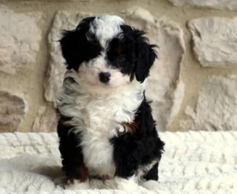 Beau Mini Bernedoodle