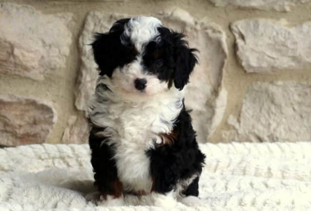 Beau Mini Bernedoodle image