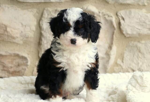 Beau Mini Bernedoodle2 image