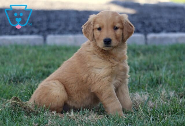 Beauty Golden2 image