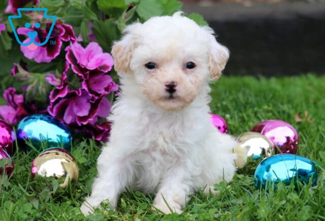 Becca Mini Poodle image