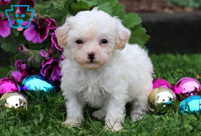 Becca Mini Poodle2 image