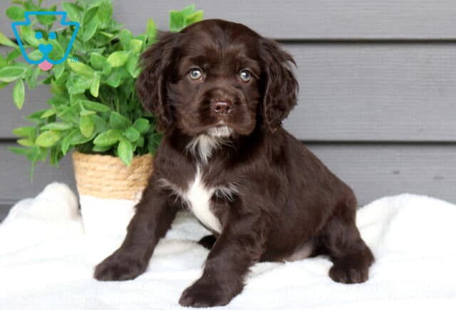 Chocolate Cocker Spaniel puppy sitting on a soft white blanket beside a leafy green potted plant, sweet puppy with floppy ears and a small white chest patch looking toward the camera. image