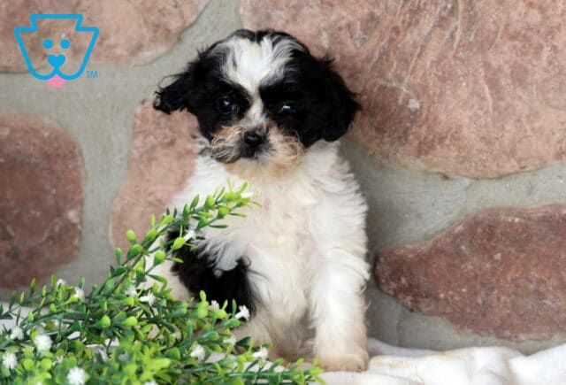 Bee Shihpoo Retake image