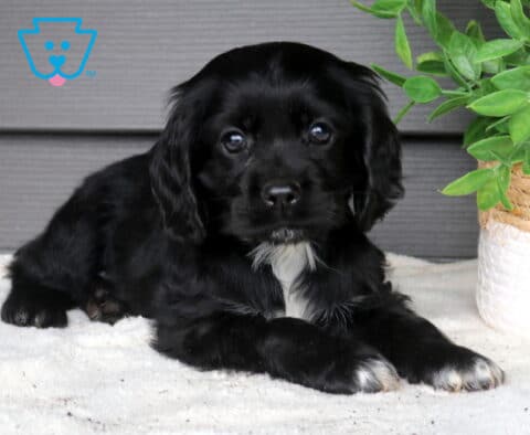 Black Cocker Spaniel puppy lying on a soft white blanket beside a leafy green potted plant, adorable puppy with long floppy ears and a small white chest patch.