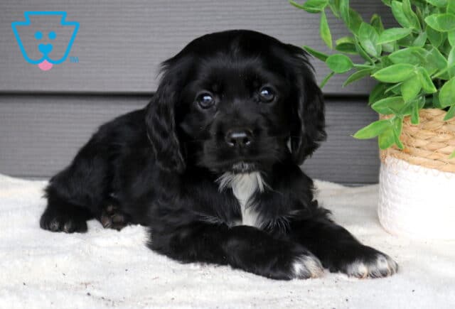 Black Cocker Spaniel puppy lying on a soft white blanket beside a leafy green potted plant, adorable puppy with long floppy ears and a small white chest patch. image