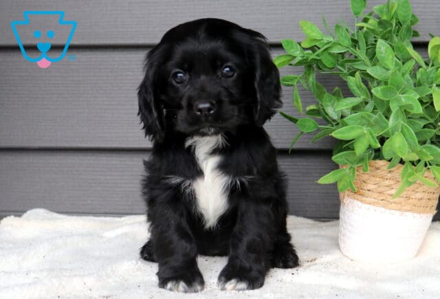 Black Cocker Spaniel puppy sitting on a soft white blanket beside a leafy potted plant, sweet puppy with long floppy ears and a white patch on its chest looking at the camera. image