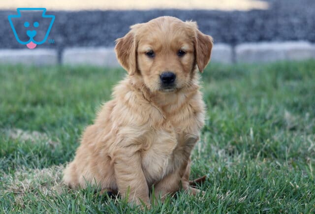 Fluffy Golden Retriever puppy sitting on grass, slightly turned to the side with a calm expression and soft golden fur, with a blurred stone border in the background image