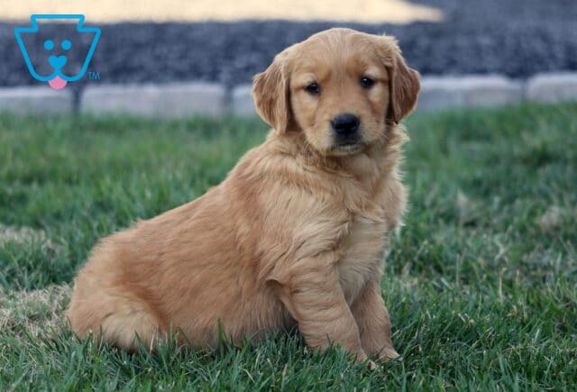 Golden Retriever puppy with fluffy golden fur sitting sideways on green grass, looking forward with a gentle expression, with a blurred stone border in the background image