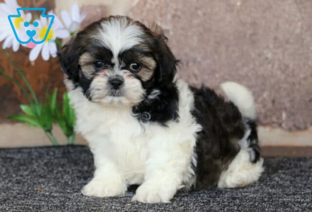 Bella Shih Tzu image