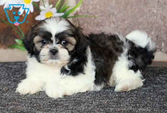 Bella Shih Tzu2 image