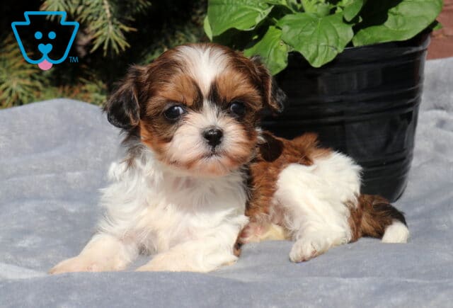 Bella Shihpoo2 image