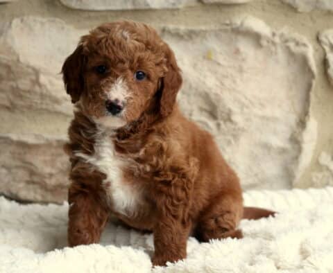 Benji Mini Bernedoodle