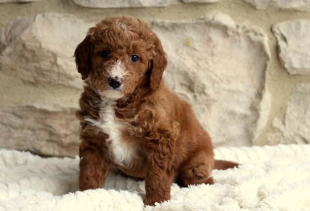 Benji Mini Bernedoodle image