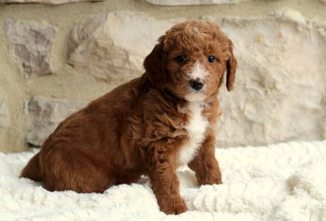 Benji Mini Bernedoodle2 image