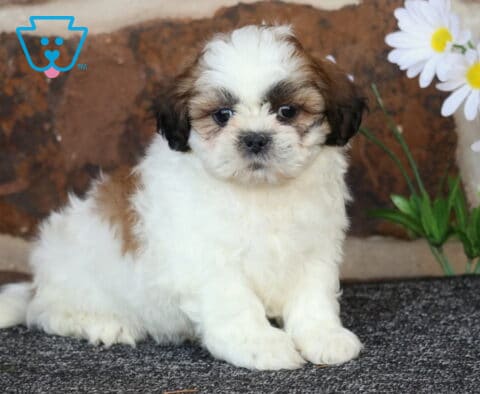 Benji Shih Tzu