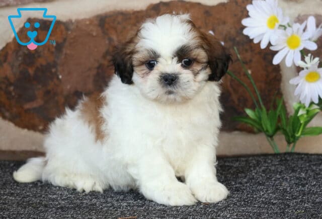 Benji Shih Tzu image